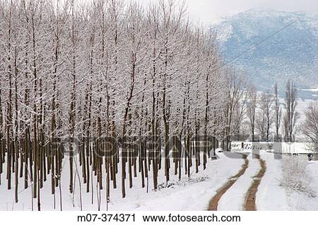 Ebro valley. Populus nigra woodland. Spain View Large Photo Image Stock Image - Ebro valley. Populus nigra woodland. Spain. Fotosearch