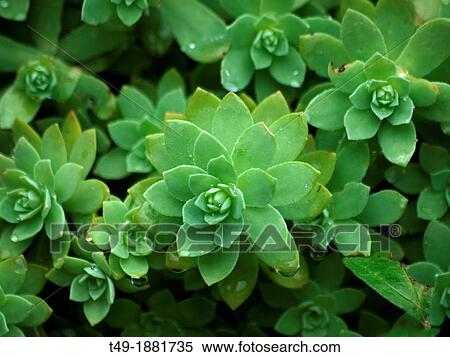 echeveria crassulaceae plant View Large Photo Image Stock Photography - echeveria crassulaceae plant. Fotosearch