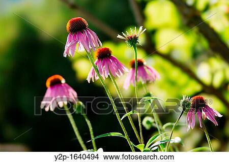 Echinacea purpurea, or purple coneflower View Large Photo Image Picture - Echinacea purpurea, or purple coneflower. Fotosearch