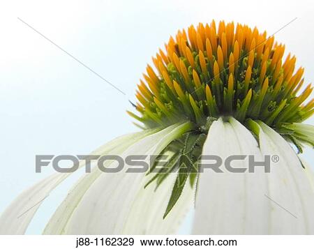Stock Photo - Echinacea purpurea? White Swan? in profile against the sky. Fotosearch