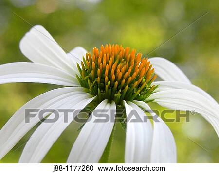 Stock Image - Echinacea purpurea? White Swan?. Fotosearch