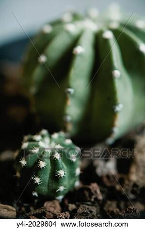 Picture - echinopsis. Fotosearch