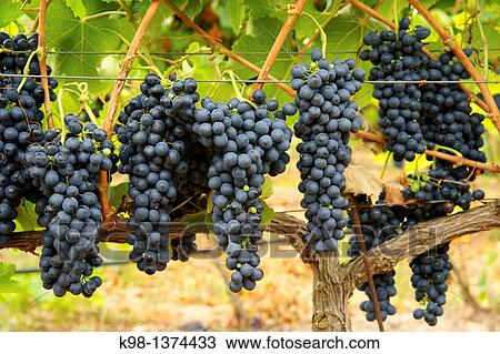 Stock Image - Ecological bio vineyards of the winery Jaume Mesquida Porreres Es Pla Mallorca Illes Balears Spain. Fotosearch