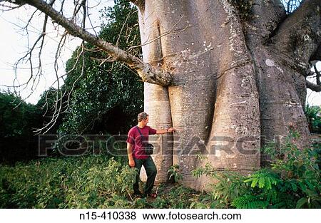 Ecotourist checking out the massive trunk of a baobab tree (Adansonia digitata) at Mkoani, Pemba Island, Zanzibar Archipelago, Tanzania View Large Photo Image Stock Photo - Ecotourist checking out the massive trunk of a baobab tree (Adansonia digitata) at Mkoani, Pemba Island, Zanzibar Archipelago, Tanzania. Fotosearch