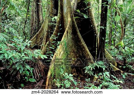 ECUADOR, AMAZON BASIN, RIO NAPO, RAINFOREST, CEIBA TREE AND PALM TREE, ROOTS. View Large Photo Image Picture - ECUADOR, AMAZON BASIN, RIO NAPO, RAINFOREST, CEIBA TREE AND PALM TREE, ROOTS.. Fotosearch