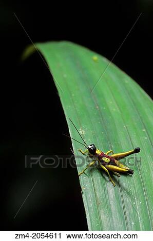 ECUADOR, AMAZON BASIN, RIO NAPO, RAINFOREST, GRASSHOPPER ON LEAF. View Large Photo Image Stock Image - ECUADOR, AMAZON BASIN, RIO NAPO, RAINFOREST, GRASSHOPPER ON LEAF.. Fotosearch
