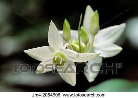 Stock Photograph - ECUADOR, AMAZON BASIN, RIO NAPO, RAINFOREST, AMAZON LILY (Eucharis amazonica), AMARYLLIS.. Fotosearch