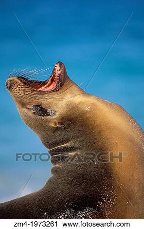 ECUADOR, GALAPAGOS ISLAND, HOOD IS., GARDNER BAY, GALAPAGOS SEA LION, YAWNING. View Large Photo Image Stock Image - ECUADOR, GALAPAGOS ISLAND, HOOD IS., GARDNER BAY, GALAPAGOS SEA LION, YAWNING.. Fotosearch