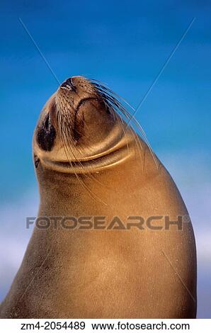ECUADOR, GALAPAGOS ISLAND, HOOD ISLAND, GARDNER BAY, GALAPAGOS SEA LION, PORTRAIT. View Large Photo Image Stock Photo - ECUADOR, GALAPAGOS ISLAND, HOOD ISLAND, GARDNER BAY, GALAPAGOS SEA LION, PORTRAIT.. Fotosearch