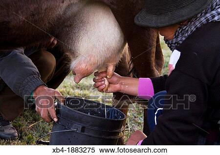 Ecuador, Salinas, Jimena Tualombo milking. View Large Photo Image Stock Photography - Ecuador, Salinas, Jimena Tualombo milking.. Fotosearch