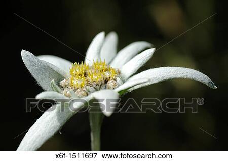Edelweiss cultivar Helvetia, Leontopodium alpinum cultivar Helvetia View Large Photo Image Stock Photo - Edelweiss cultivar Helvetia, Leontopodium alpinum cultivar Helvetia. Fotosearch