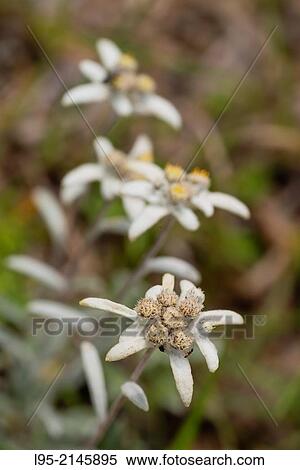 Edelweiss (Leontopodium alpinum) white flower, Spain. View Large Photo Image Stock Photography - Edelweiss (Leontopodium alpinum) white flower, Spain.. Fotosearch