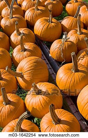 Eden Vermont farm stand pumpkins for sale, New England USA View Large Photo Image Picture - Eden Vermont farm stand pumpkins for sale, New England USA. Fotosearch