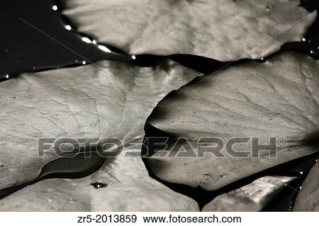 Edges of lily pads on pond, Florida, USA. View Large Photo Image Stock Photo - Edges of lily pads on pond, Florida, USA.. Fotosearch