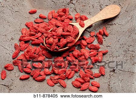 edible berry and medicinal plant, Wolfberry or Western Snowberry, Goji Berry, Lycium barbarum View Large Photo Image Stock Photography - edible berry and medicinal plant, Wolfberry or Western Snowberry, Goji Berry, Lycium barbarum. Fotosearch
