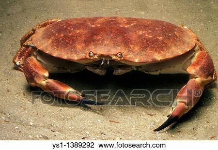 Stock Image - Edible Crab, cancer pagurus, Adult. Fotosearch