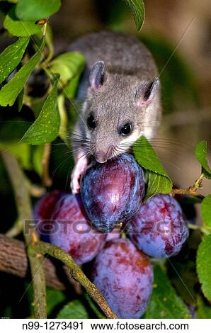 Edible dormouse (Glis glis), feeding on plums, autumn, Bavaria, Germany View Large Photo Image Stock Image - Edible dormouse (Glis glis), feeding on plums, autumn, Bavaria, Germany. Fotosearch