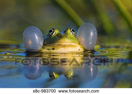 Edible Frog croaking, quacking Rana esculenta or Pelophylax kl esculentus with inflated vocal sac visible in the Danube Delta between dense stands of Water Soldier Stratiotes aloides Europe, Eastern Europe, Romania, Danube Delta, August 2006 View Large Photo Image Stock Image - Edible Frog croaking, quacking Rana esculenta or Pelophylax kl esculentus with inflated vocal sac visible in the Danube Delta between dense stands of Water Soldier Stratiotes aloides Europe, Eastern Europe, Romania, Danube Delta, August 2006. Fotosearch