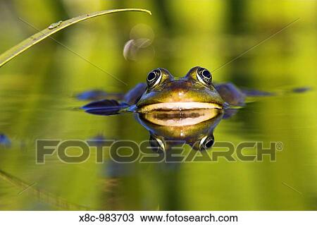Edible Frog Rana esculenta or Pelophylax kl esculentus in the Danube Delta, reflecting in water Europe, Eastern Europe, Romania, Danube Delta, August 2006 View Large Photo Image Stock Image - Edible Frog Rana esculenta or Pelophylax kl esculentus in the Danube Delta, reflecting in water Europe, Eastern Europe, Romania, Danube Delta, August 2006. Fotosearch