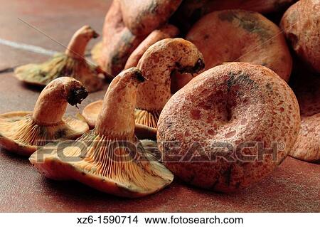 Edible mushroom, Saffron milk cap, Red pine mushroom, pinetell, n? scalo Lactarius deliciosus, Catalonia, Spain, Europe View Large Photo Image Picture - Edible mushroom, Saffron milk cap, Red pine mushroom, pinetell, n? scalo Lactarius deliciosus, Catalonia, Spain, Europe. Fotosearch