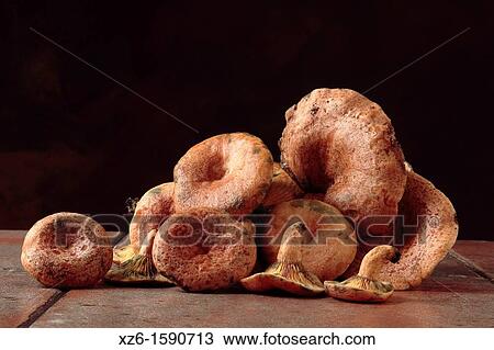 Edible mushroom, Saffron milk cap, Red pine mushroom, pinetell, n? scalo Lactarius deliciosus, Catalonia, Spain, Europe View Large Photo Image Stock Image - Edible mushroom, Saffron milk cap, Red pine mushroom, pinetell, n? scalo Lactarius deliciosus, Catalonia, Spain, Europe. Fotosearch