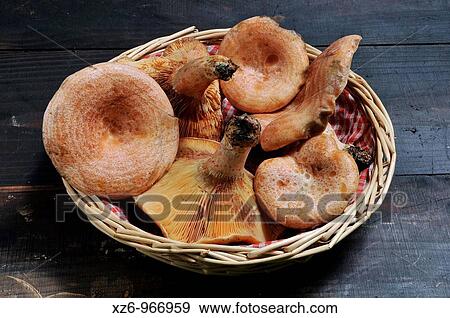 Edible mushroom, Saffron milk cap, Red pine mushroom, pinetell, n? scalo, Lactarius deliciosus, dark background View Large Photo Image Stock Photo - Edible mushroom, Saffron milk cap, Red pine mushroom, pinetell, n? scalo, Lactarius deliciosus, dark background. Fotosearch