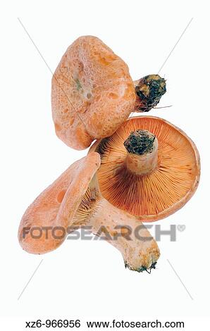 Edible mushroom, Saffron milk cap, Red pine mushroom, pinetell, n? scalo, Lactarius deliciosus, white background View Large Photo Image Stock Photograph - Edible mushroom, Saffron milk cap, Red pine mushroom, pinetell, n? scalo, Lactarius deliciosus, white background. Fotosearch