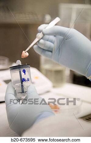 Stock Photography - EEEETT sample, Laboratory of Bacteriology, Departamento de Producci? n y Sanidad Animal, Neiker Tecnalia, Instituto de Investigaci? n y Desarrollo Agrario, Ganadero, Forestal y del Medio Natural, Derio, Bizkaia, Euskadi, Spain. Fotosearch
