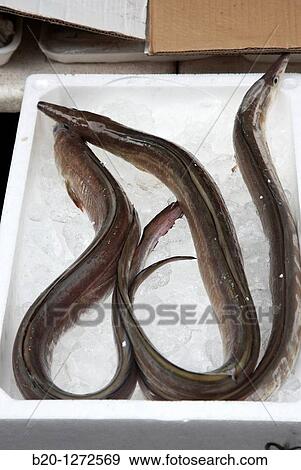 Eel, Fish, Ameyoko market, Ueno, Tokyo, Japan. View Large Photo Image Stock Photo - Eel, Fish, Ameyoko market, Ueno, Tokyo, Japan.. Fotosearch