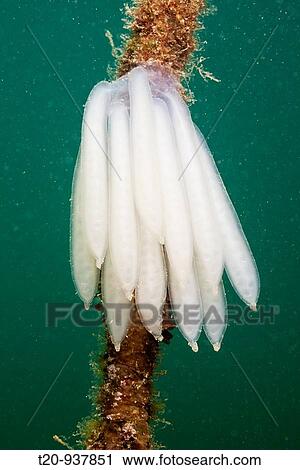 Eggmass of Squid attached on Rope, Istria, Adriatic Sea, Croatia View Large Photo Image Stock Image - Eggmass of Squid attached on Rope, Istria, Adriatic Sea, Croatia. Fotosearch