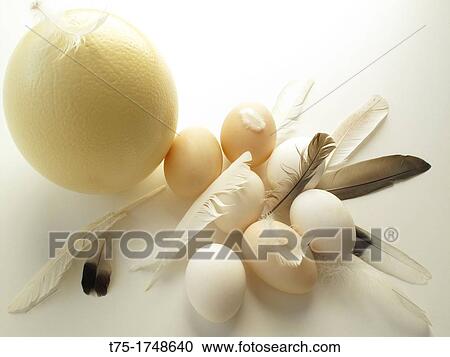 Stock Image - Eggs and feathers. Fotosearch