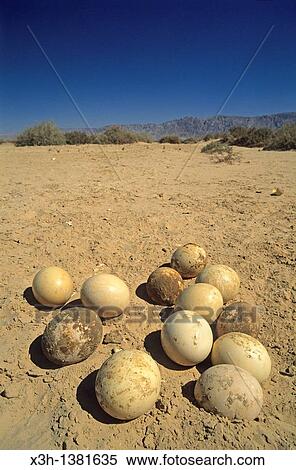 eggs of ostrich, Hai-Bar Yotvata Reserve, Arava Valley, Negev, Israel, Middle East, Western Asia View Large Photo Image Stock Photography - eggs of ostrich, Hai-Bar Yotvata Reserve, Arava Valley, Negev, Israel, Middle East, Western Asia. Fotosearch