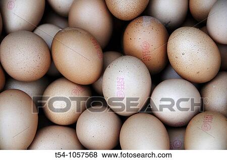 Eggs on a Market in Bangkok View Large Photo Image Stock Photo - Eggs on a Market in Bangkok. Fotosearch