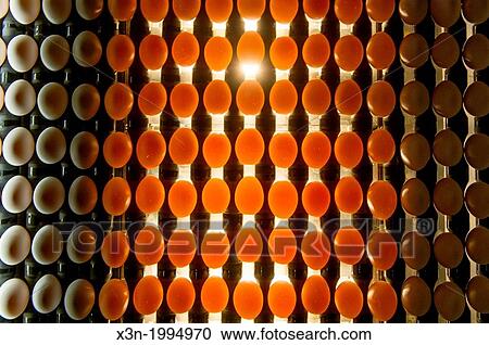 Eggs sorted on a conventional production commercial egg farm, Maryland USA View Large Photo Image Stock Image - Eggs sorted on a conventional production commercial egg farm, Maryland USA. Fotosearch