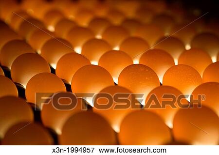 Eggs sorted on a conventional production commercial egg farm, Maryland USA View Large Photo Image Stock Photo - Eggs sorted on a conventional production commercial egg farm, Maryland USA. Fotosearch