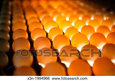Eggs sorted on a conventional production commercial egg farm, Maryland USA View Large Photo Image Stock Photograph - Eggs sorted on a conventional production commercial egg farm, Maryland USA. Fotosearch