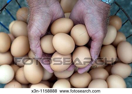 Stock Photo - Eggs. Fotosearch