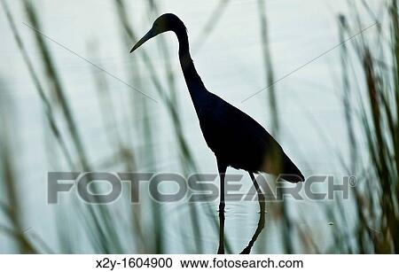 Egret, Chincoteague National Widlife Refuge, Virginia, USA View Large Photo Image Stock Image - Egret, Chincoteague National Widlife Refuge, Virginia, USA. Fotosearch