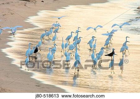 Egrets. Bahia de Navidad. Mexico. View Large Photo Image Stock Image - Egrets. Bahia de Navidad. Mexico.. Fotosearch