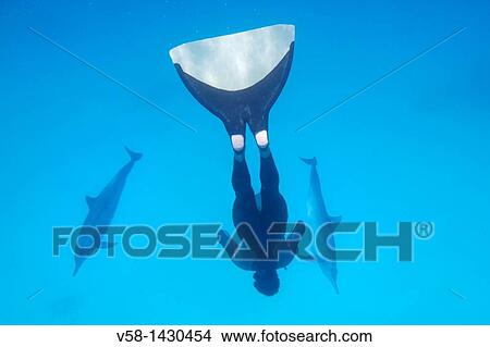 Picture - Egypt, Marsa Alam region, Red sea, Apneist and dolphin specialist Frederic Chotard swimming with Spinner dolphins. Fotosearch