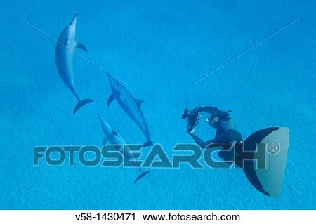 Egypt, Marsa Alam region, Red sea, Apneist and dolphin specialist Frederic Chotard swimming with Spinner dolphins View Large Photo Image Stock Image - Egypt, Marsa Alam region, Red sea, Apneist and dolphin specialist Frederic Chotard swimming with Spinner dolphins. Fotosearch