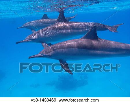 Stock Photo - Egypt, Marsa Alam region, Red sea, Spinner dolphins. Fotosearch