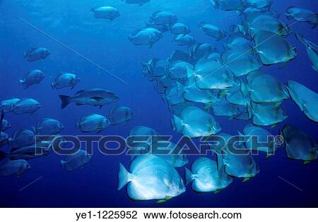 Egypt red sea school of batfish mixed with trevally View Large Photo Image Stock Image - Egypt red sea school of batfish mixed with trevally. Fotosearch