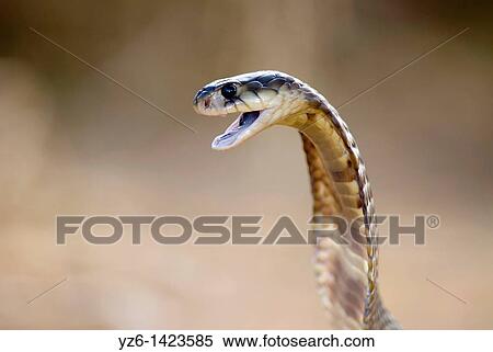 Stock Photography - Egyptian cobra (Naja haje), private reptile park, South Africa. Fotosearch