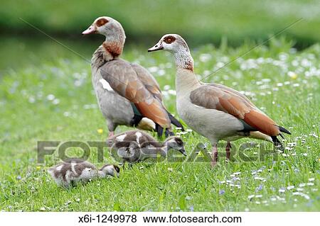 Stock Photo - Egyptian Geese Alopochen aegyptiacus, parents with goslings, Germany. Fotosearch