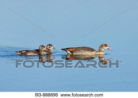 Egyptian Geese, Alopochen aegyptiacus View Large Photo Image Stock Photograph - Egyptian Geese, Alopochen aegyptiacus. Fotosearch