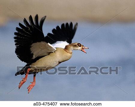 Egyptian Goose, Alopochen aegyptiacus, in flight, KwaZulu-Natal, South Africa View Large Photo Image Stock Photo - Egyptian Goose, Alopochen aegyptiacus, in flight, KwaZulu-Natal, South Africa. Fotosearch
