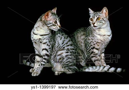 Egyptian Mau Domestic Cat, Adults standing against Black Background View Large Photo Image Stock Photo - Egyptian Mau Domestic Cat, Adults standing against Black Background. Fotosearch