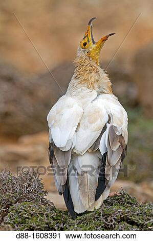 Egyptian vulture (Neophron percnopterus), Socotra island, listed as World Heritage by UNESCO, Aden Governorate, Yemen View Large Photo Image Stock Image - Egyptian vulture (Neophron percnopterus), Socotra island, listed as World Heritage by UNESCO, Aden Governorate, Yemen. Fotosearch