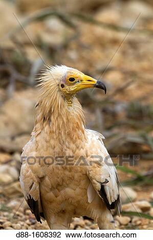 Egyptian vulture (Neophron percnopterus), Socotra island, listed as World Heritage by UNESCO, Aden Governorate, Yemen View Large Photo Image Stock Image - Egyptian vulture (Neophron percnopterus), Socotra island, listed as World Heritage by UNESCO, Aden Governorate, Yemen. Fotosearch